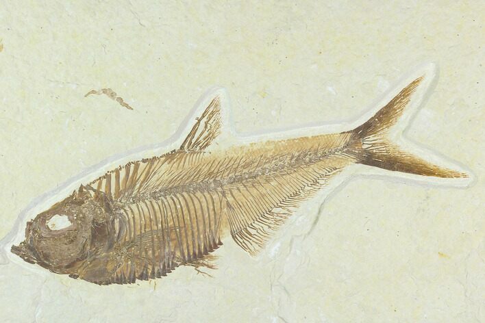 6.35" Fossil Fish (Diplomystus) - Green River Formation